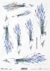 lawenda, lawendy, lawendow, kwiat, ogród, łąka, wiosna, autorka grafiki Maria Kopeć, R920, lavender, lavenders, lavandin, flower, garden, meadow, spring, Lavendel, Lavandin, Blume, Garten, Wiese, Frühling, lavanda, lavandas, lavandín, flor, jardín, prado,